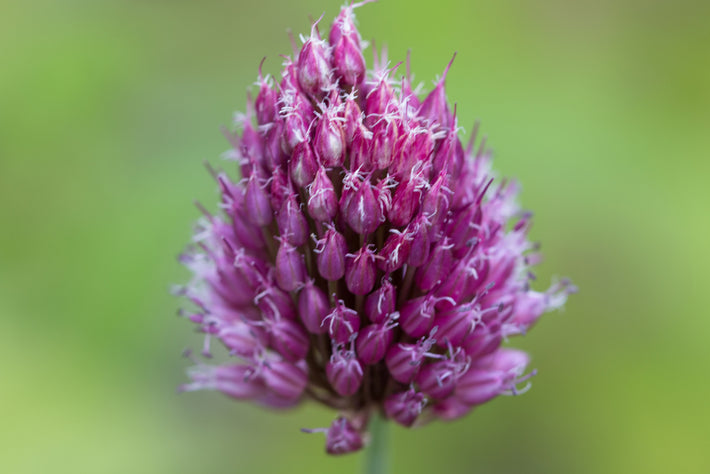 Alles rund um Allium Sphaerocephalon (Zierlauch)