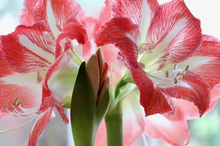 Amaryllis überwintern und wieder zum blühen bringen