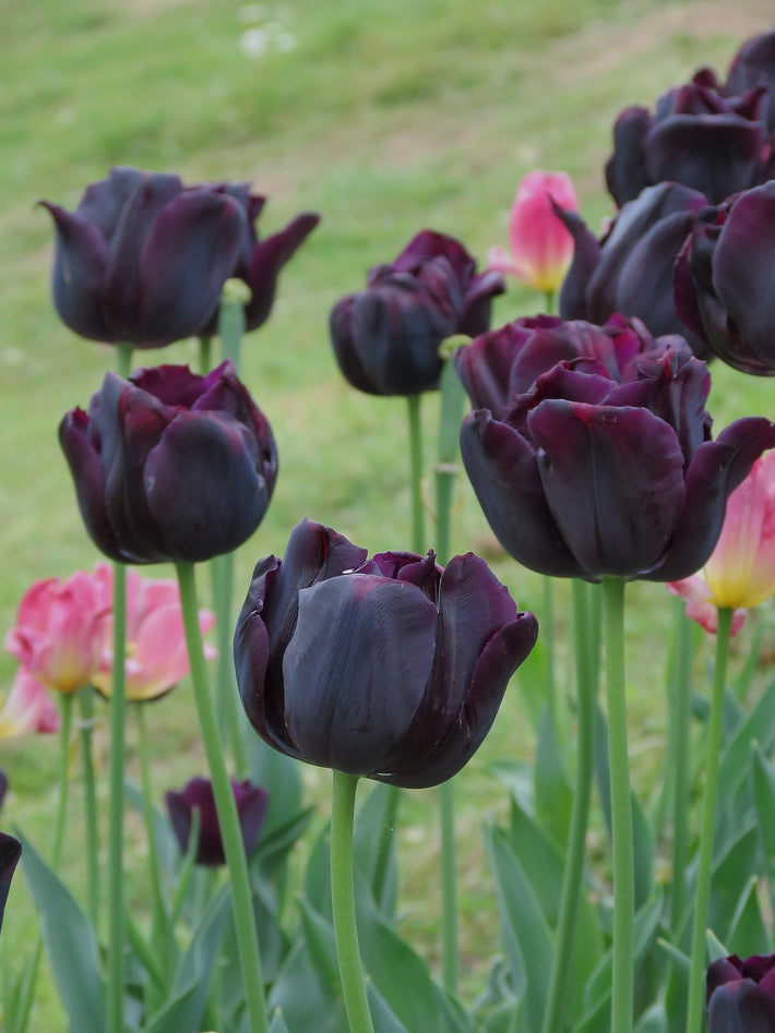 Schwarze Tulpen in Spitzenqualität kaufen | DutchGrown
