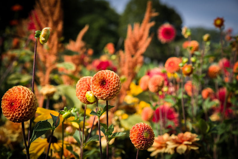 25 beliebte Blumenarten für Ihren Garten