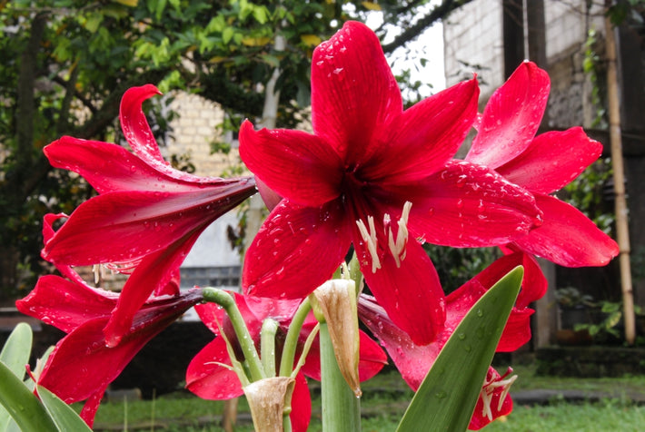 So gelingt Ihnen die Amaryllis-Pflege [Tipps und Tricks]