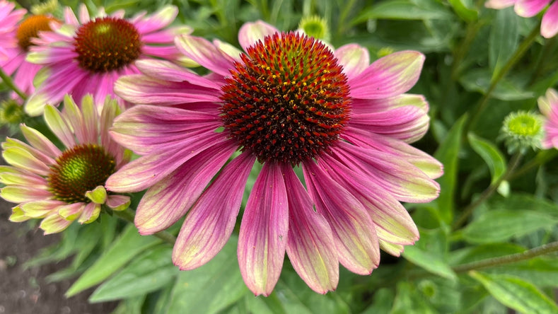 Echinacea-Pflanzen: Alles, was Sie wissen müssen