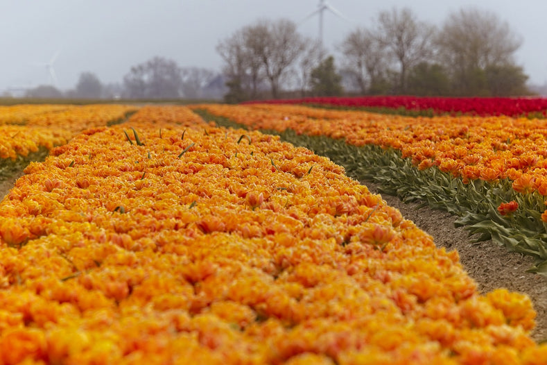 Erfahren Sie mehr über die Blütezeit von Herbstzwiebeln