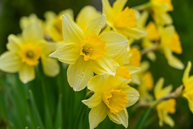 Frühlingsblumen: So legen Sie einen Narzissengarten an