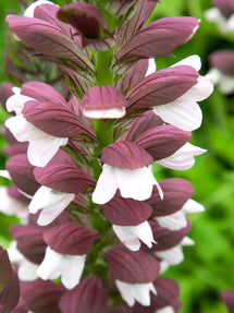 Acanthus hungaricus White Lips (Bärenklau)