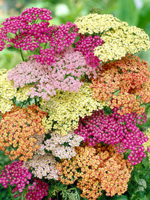 Achillea Summer Pastels (Schafgarbe)