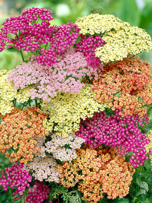 Achillea Summer Pastels (Schafgarbe) Stauden