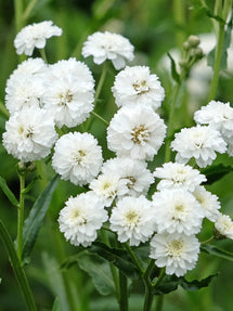 Achillea ptarmica Diadem (Schafgarbe)