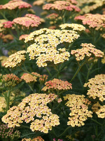 Achillea Peachy Seduction (Schafgarbe)