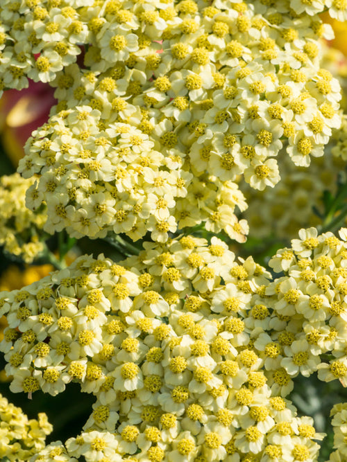 Achillea Crème de la Crème (Schafgarbe)