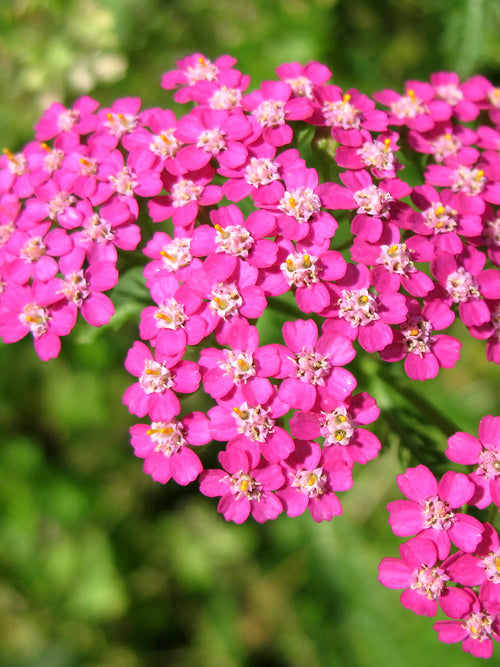 Achillea Lightning Pink (Schafgarbe)