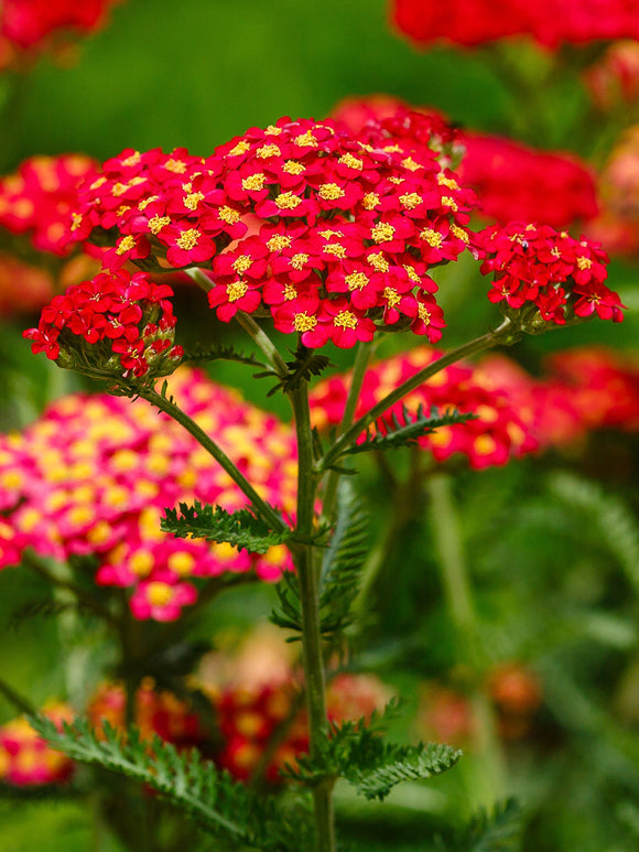 Achillea Sparkling Contrast (Schafgarbe)