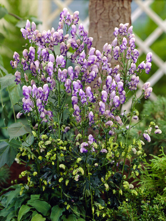 Weiß-blauer Eisenhut 'Bicolor', Aconitum x cammarum