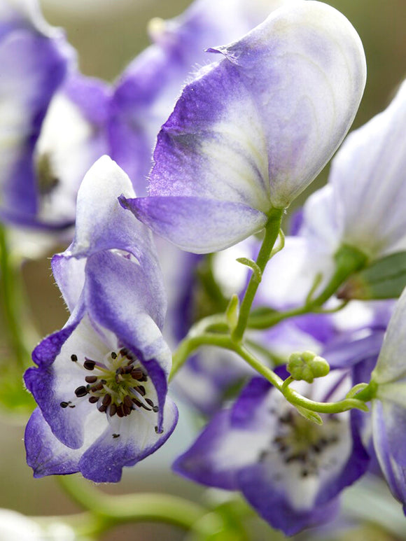 Aconitum x cammarum 'Bicolor', Weiß-blauer Eisenhut 'Bicolor'