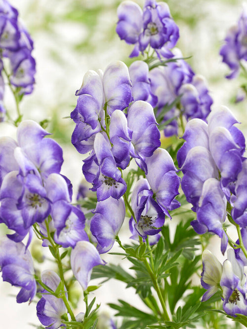 Aconitum Bicolor – Eleganter Eisenhut in Blau und Weiß