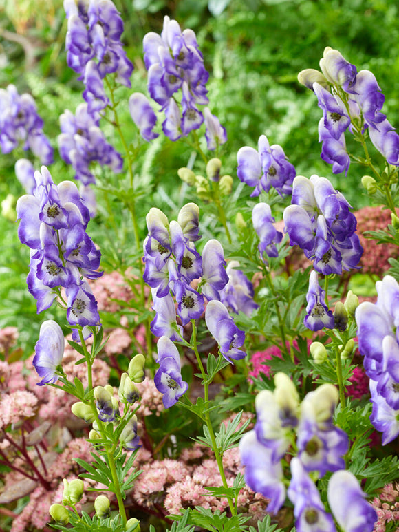 Aconitum Bicolor (Eisenhut)