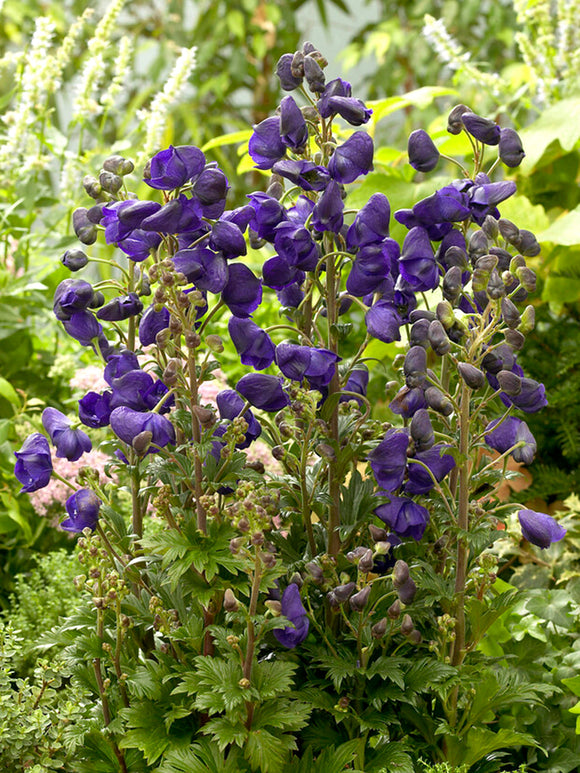 Aconitum Royal Flush kaufen