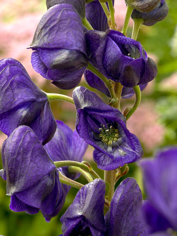 Aconitum carmichaelii 'Royal Flush' Eisenhut