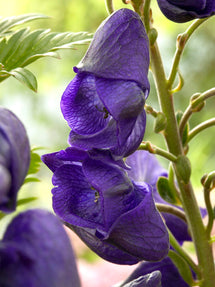 Aconitum Royal Flush (Eisenhut)