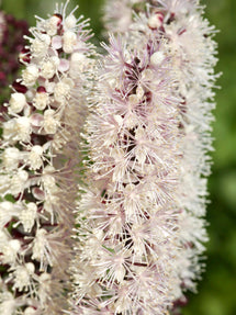 Actaea simplex Chocoholic (Silberkerze)