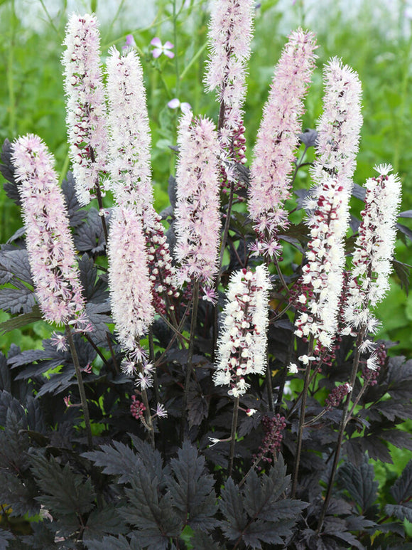 Actaea simplex Chocoholic (Silberkerze)