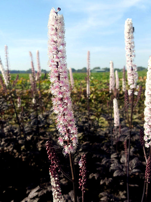 Actaea simplex Pink Spike (Silberkerze)