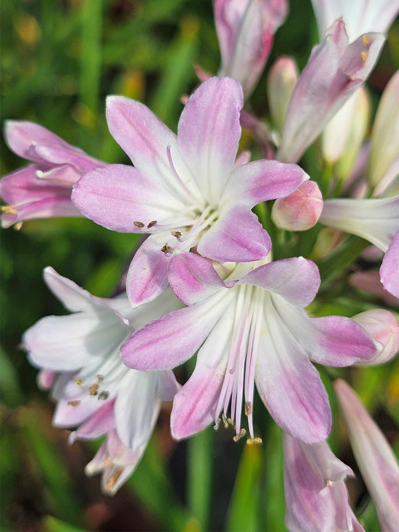 Agapanthus Blush Pink rosa Afrikanische Schmucklilie