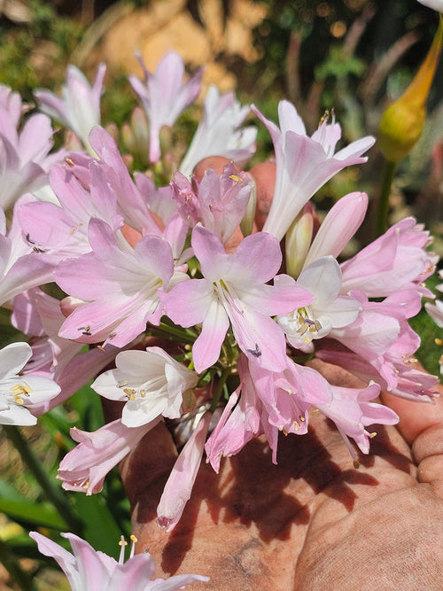 Agapanthus Blush Pink – Afrikanische Schmucklilie bestellen