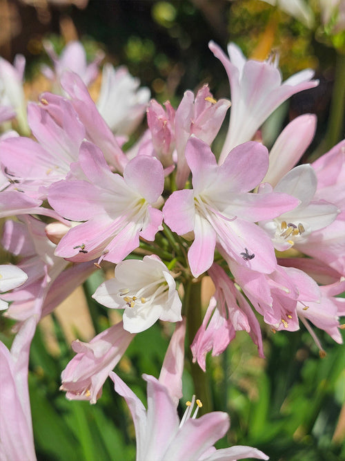 Agapanthus Blush Pink – Afrikanische Schmucklilie