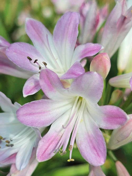 Agapanthus Blush Pink – Die erste rosa Afrikanische Schmucklilie