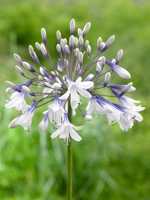 Schmuck-Lilie (Agapanthus africanus) 'Twister' bestellen