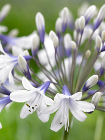 Agapanthus (Schmucklilie) Twister