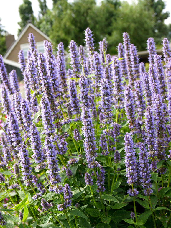 Agastache Blue Fortune - Duftnessel