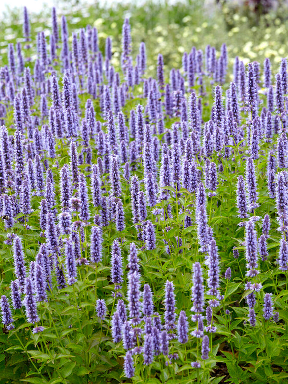 Agastache Blue Fortune - Duftnessel Bestellen