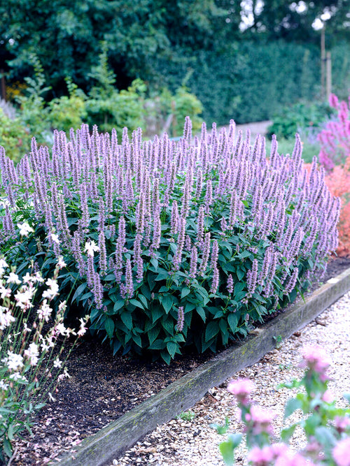 Agastache Blue Fortune - Duftnessel kaufen