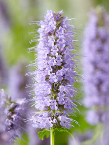 Agastache Blue Fortune (Duftnessel)