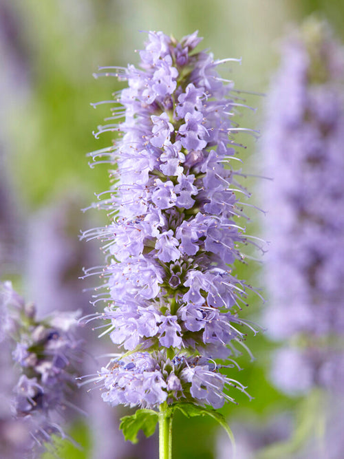 Agastache Blue Fortune Duftnessel -Riesen-Minze