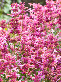 Agastache Rosie Posie (Duftnessel)