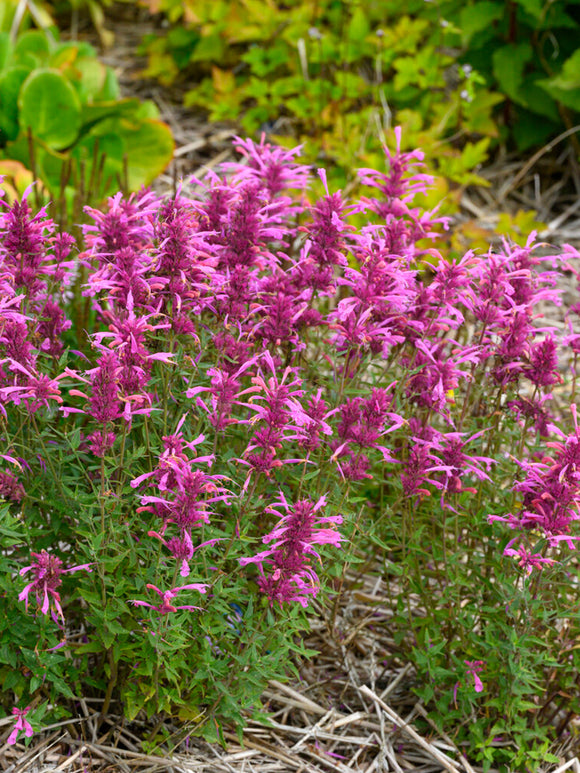 Agastache rupestris Rosie Posie ® (Duftnessel)