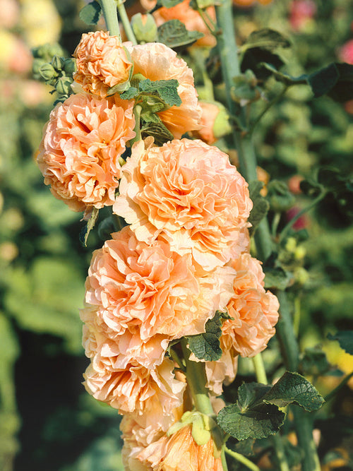 Alcea Chater's Double Apricot (Hollyhock)