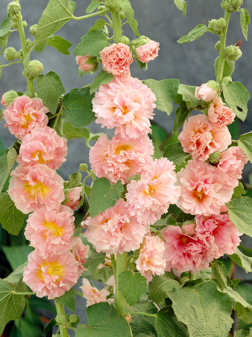 Alcea Chater's Double Apricot (Stockrose) stauden