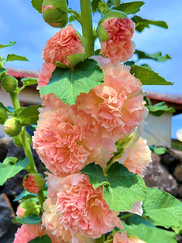 Alcea Chater's Double Apricot (Stockrose)