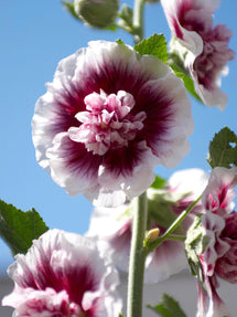 Alcea Creme de Cassis (Stockrose)