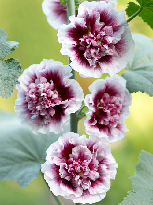 Alcea Creme de Cassis (Stockrose) Stockrosen als Wurzelware