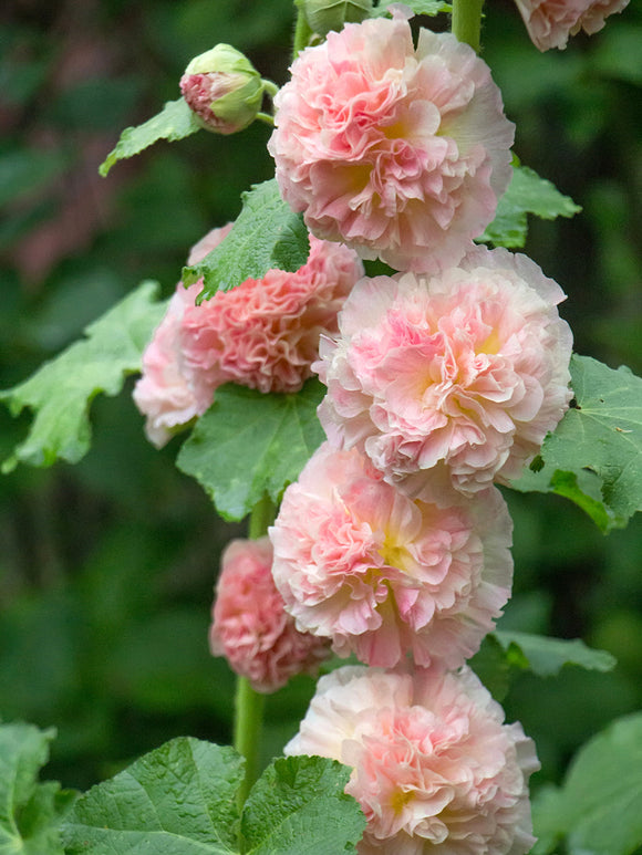 Alcea Majorette Dicht Gefülltes Rosa (Stockrose)