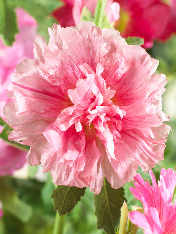 Alcea Majorette Gefüllte Stockrose rosa