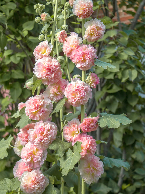 Alcea Majorette Stockrose Gefüllt