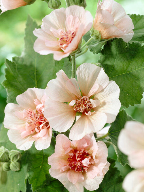 Alcea Parkfrieden (Stockrose)