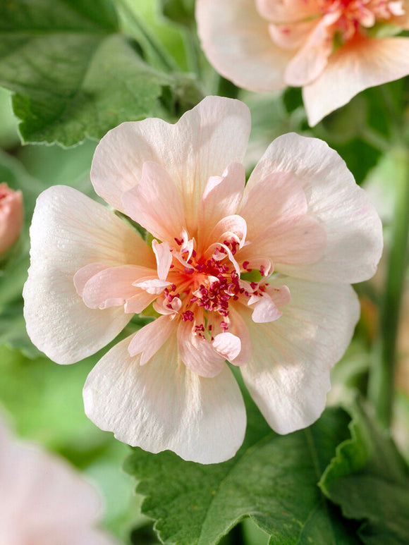 Alcea Parkfrieden (Stockrosen)