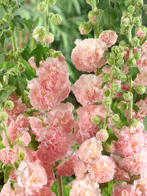 Alcea Peaches and Dreams (Stockrose)